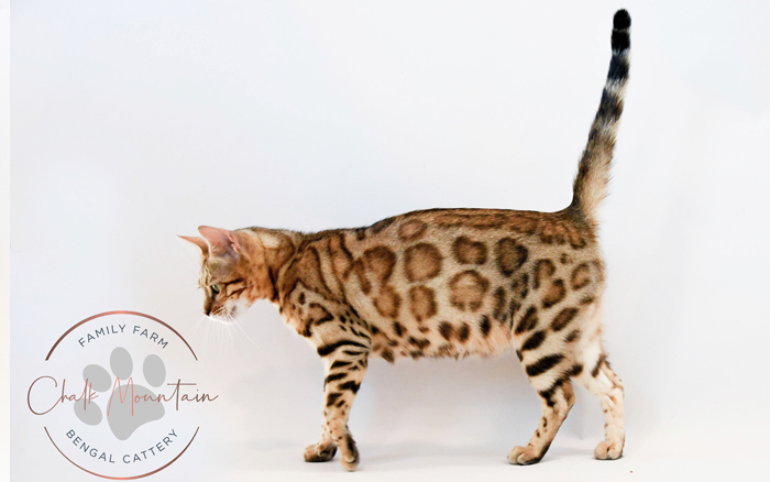 beautiful bengal kitten texas
